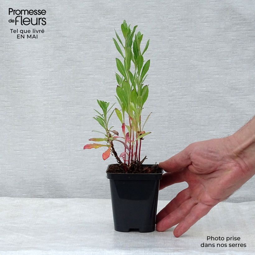 Spécimen de Gaura lindheimeri blanche Snowstorm Godet de 8/9 cm tel que livré au printemps