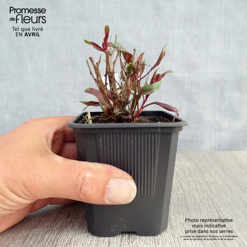 Example of Gaura lindheimeri rose Siskiyou pink Godet de 8/9 cm as you get in printemps
