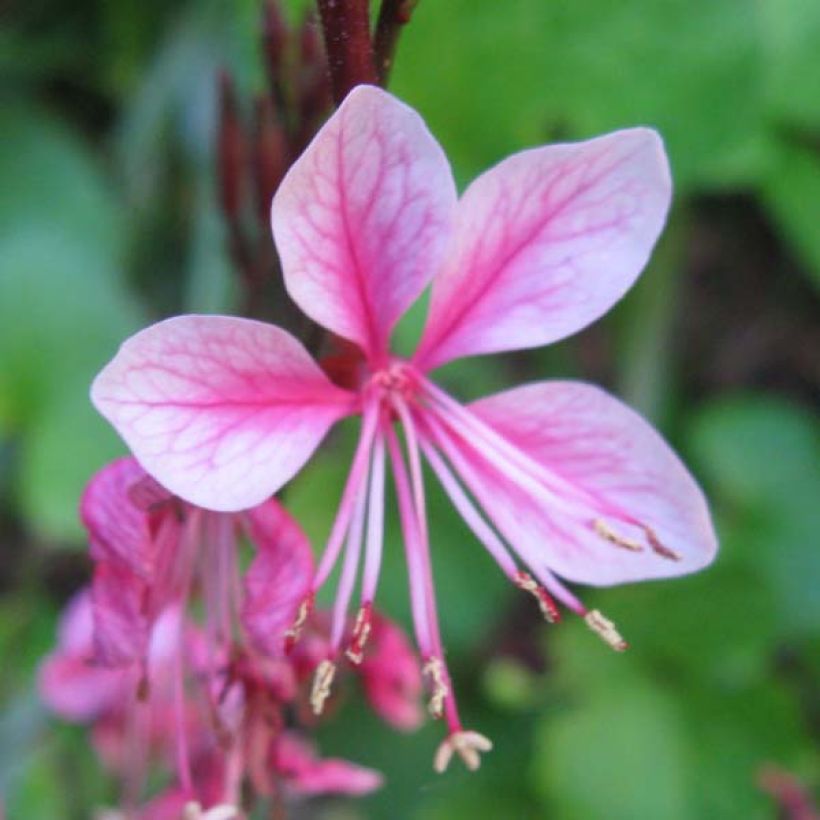 Gaura lindheimeri rose Siskiyou pink (Flowering)