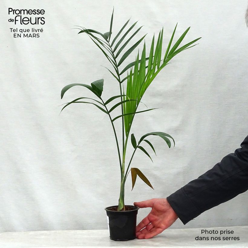 Example of Gaussia maya - Palmier Maya Pot de 12 cm / 13 cm as you get in printemps