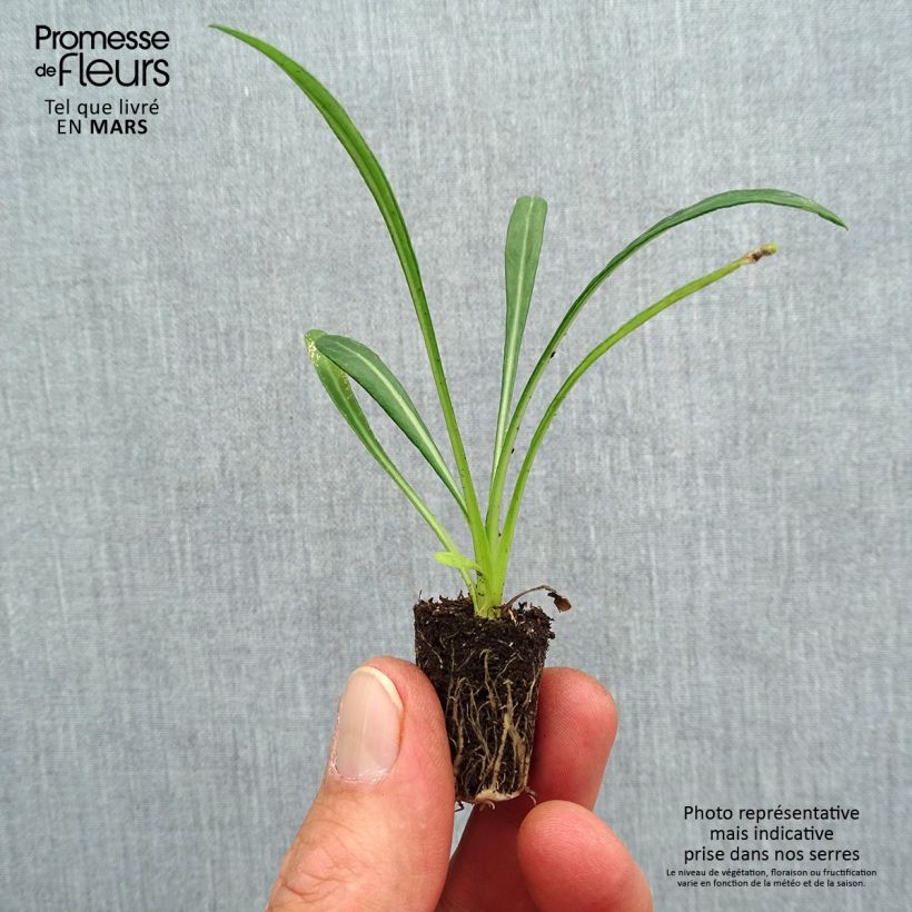 Spécimen de Gazania New Day Pink Shades Mini-motte Ø 3/4 cm tel que livré au printemps