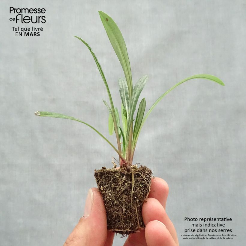 Spécimen de Gazania New Day Red Shades Mini-motte Ø 3/4 cm tel que livré au printemps