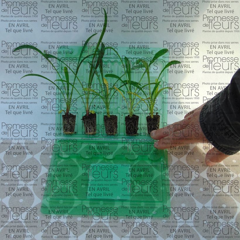 Exemple de spécimen de Gazania Big Kiss White Flame Jardimotte : motte 3,8 cm x 3,2 cm en plaque de culture par 16, Plant vert de 5 à 10 cm de haut tel que livré