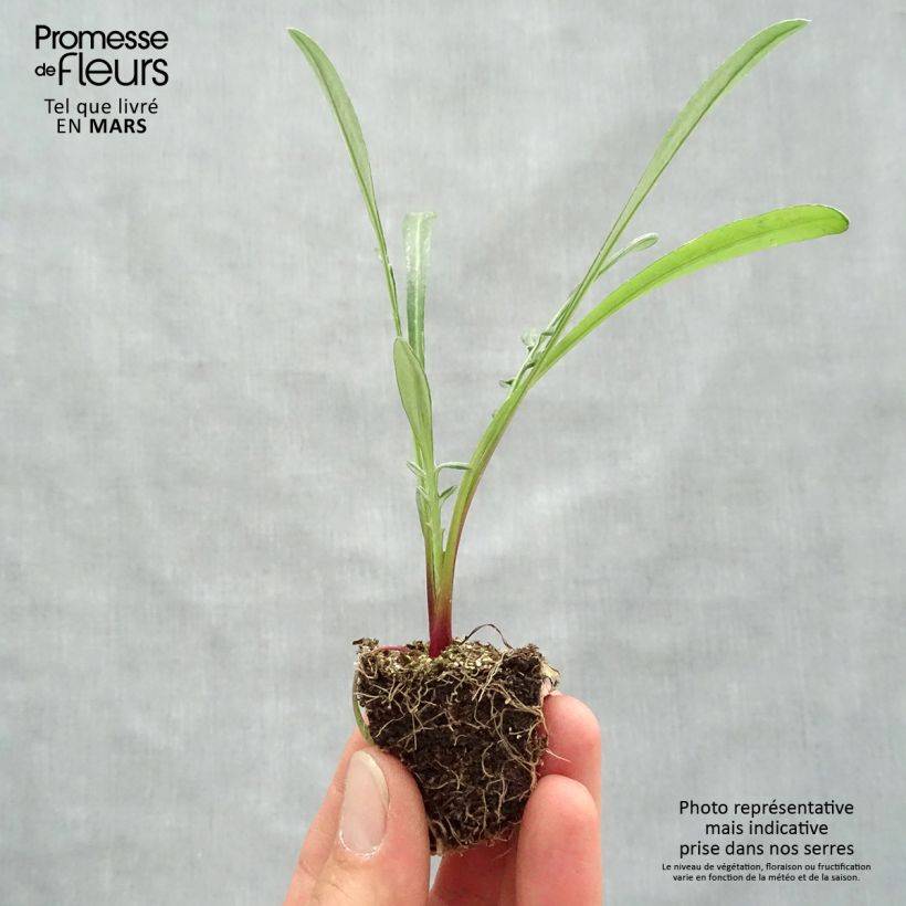 Spécimen de Gazania Wonderwall mix  Jardimotte : motte 3,8 cm x 3,2 cm en plaque de culture par 16 tel que livré au printemps