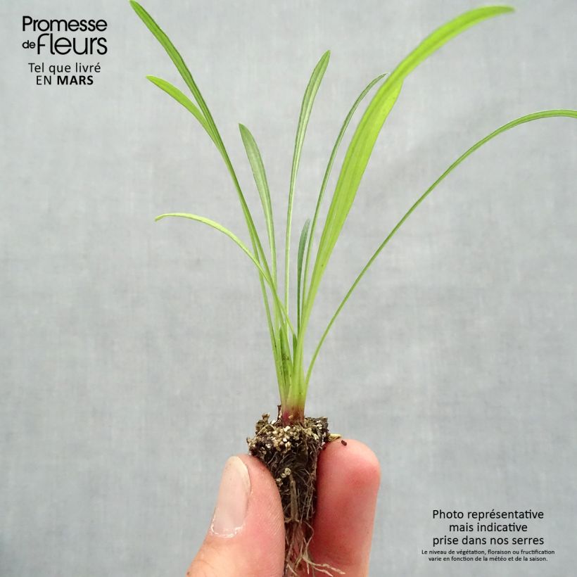 Spécimen de Gazania Wonderwall mix  Minimotte : motte 2,2 cm x 2 cm en plaque de culture par 35 tel que livré au printemps