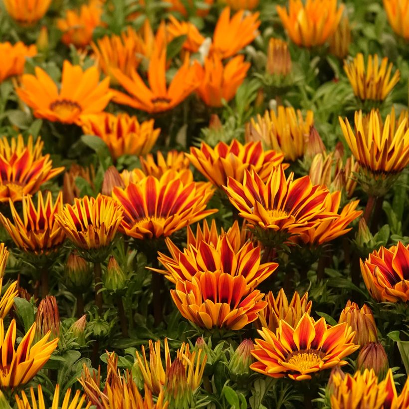 Graines de Gazania Zany F1 Orange Flame (Port)