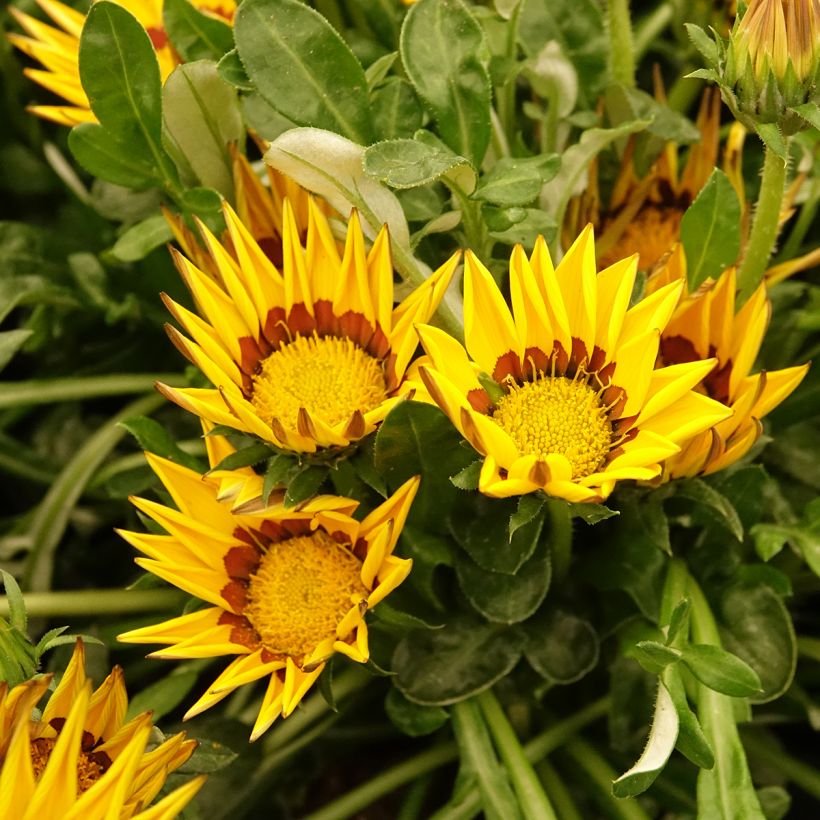 Graines de Gazania Zany F1 Yellow (graines pelliculées) (Floraison)