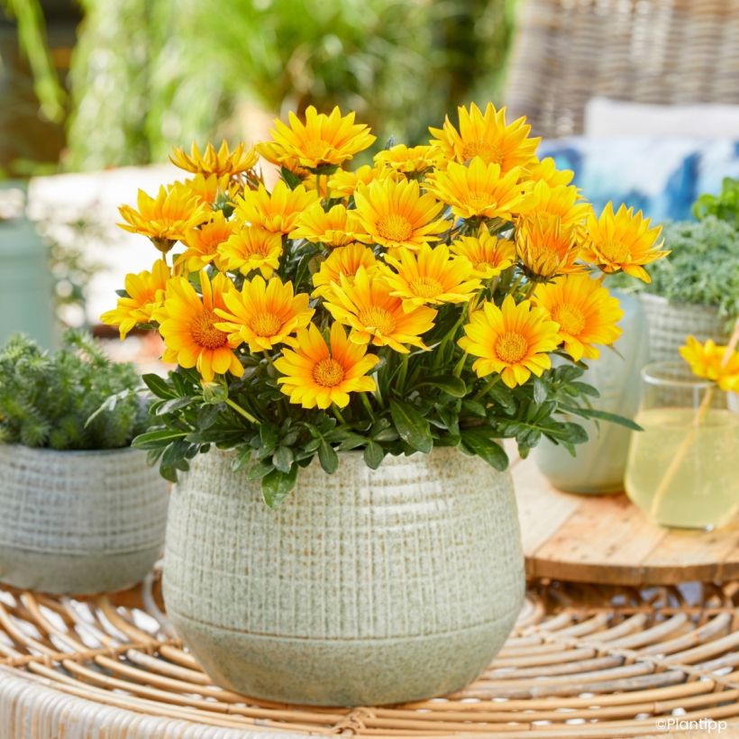 Gazania Suncarpet (Port)
