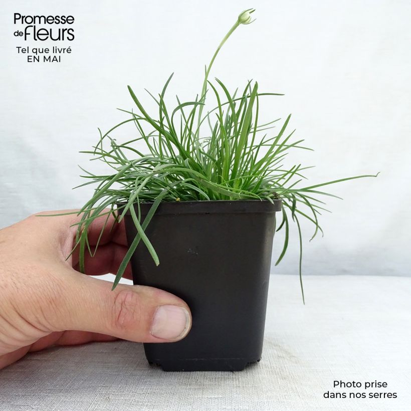 Spécimen de Gazon d'Espagne - Armeria maritima Splendens Godet de 8/9 cm tel que livré au printemps