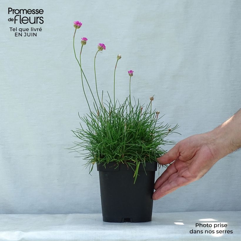 Spécimen de Gazon d'Espagne - Armeria maritima Splendens Pot de 2L/3L tel que livré en été