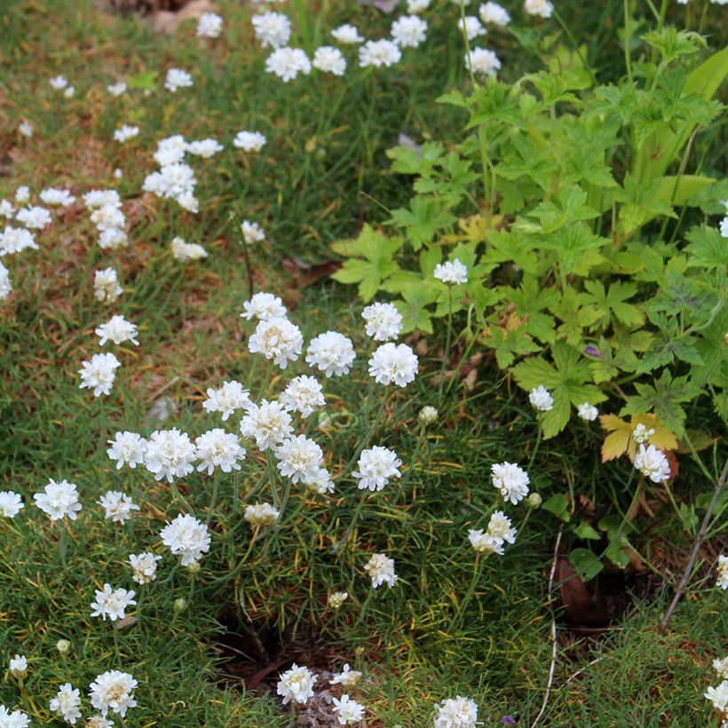 Gazon d'Espagne blanc, Armeria Maritima alba (Plant habit)