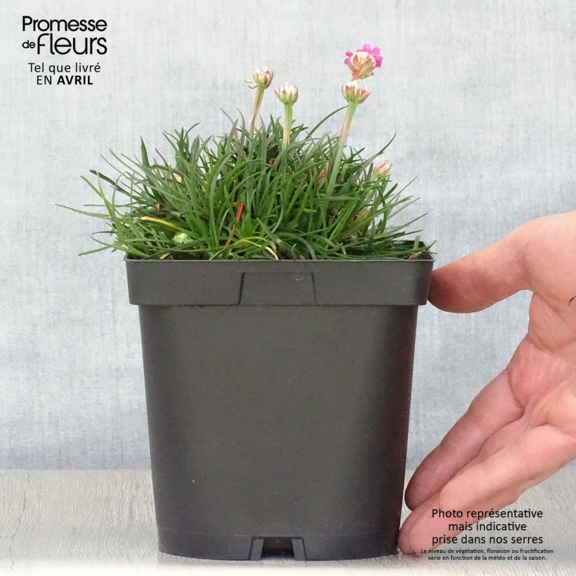 Spécimen de Gazon d'Espagne - Armeria maritima Düsseldorfer Stolz Pot de 2L/3L tel que livré au printemps