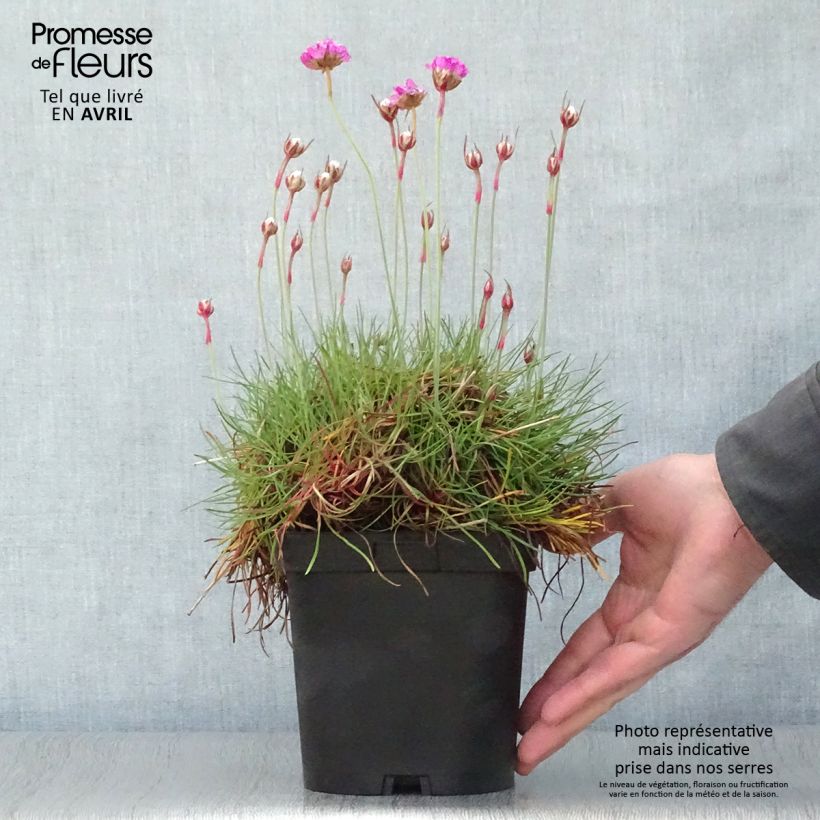 Spécimen de Gazon d'Espagne - Armeria maritima Splendens Pot de 2L/3L tel que livré au printemps