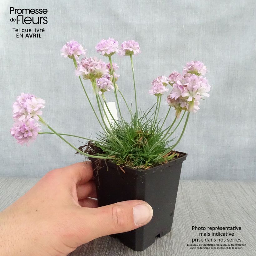 Example of Gazon d'Espagne rose, Armeria Maritima Rosea Godet de 8/9 cm as you get in printemps
