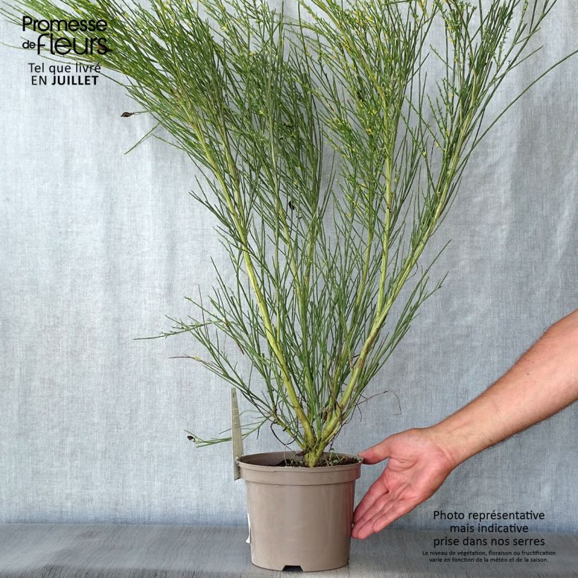 Spécimen de Genêt - Cytisus Golden Sunlight Pot de 2L/3L tel que livré en été