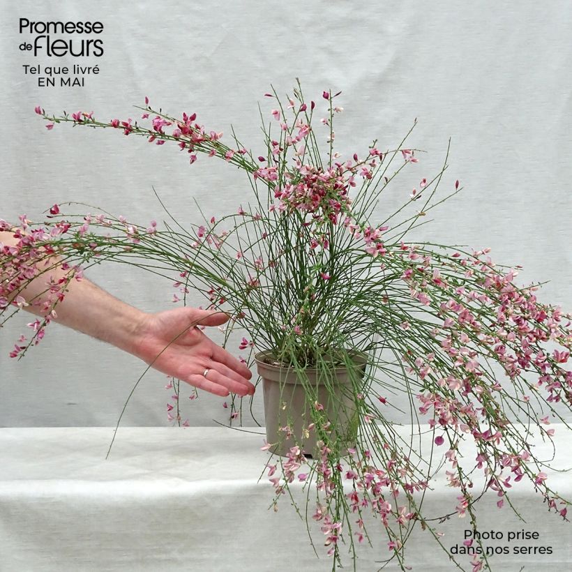 Spécimen de Genêt - Cytisus Hollandia Pot de 2L/3L tel que livré au printemps