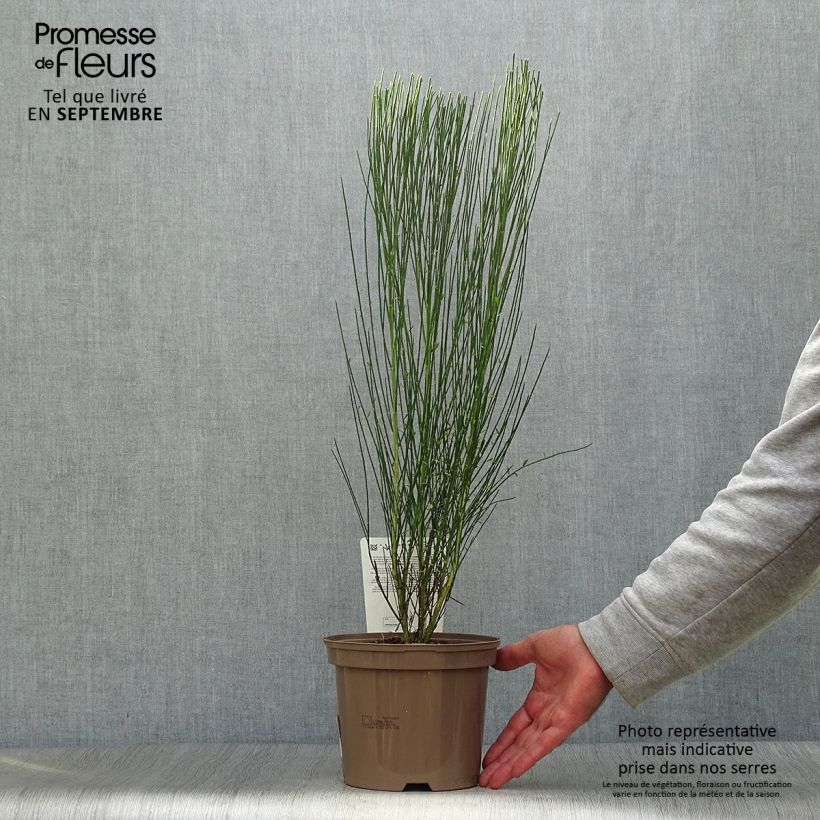 Spécimen de Cytisus procumbens Zeelandia - Genêt à balais Pot de 1,5L/2L tel que livré en automne