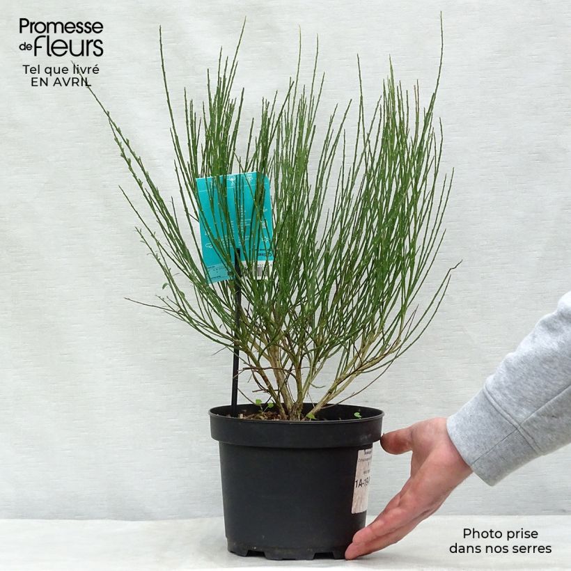 Spécimen de Genêt à balais - Cytisus Boskoop Ruby Pot de 3L/4L tel que livré au printemps