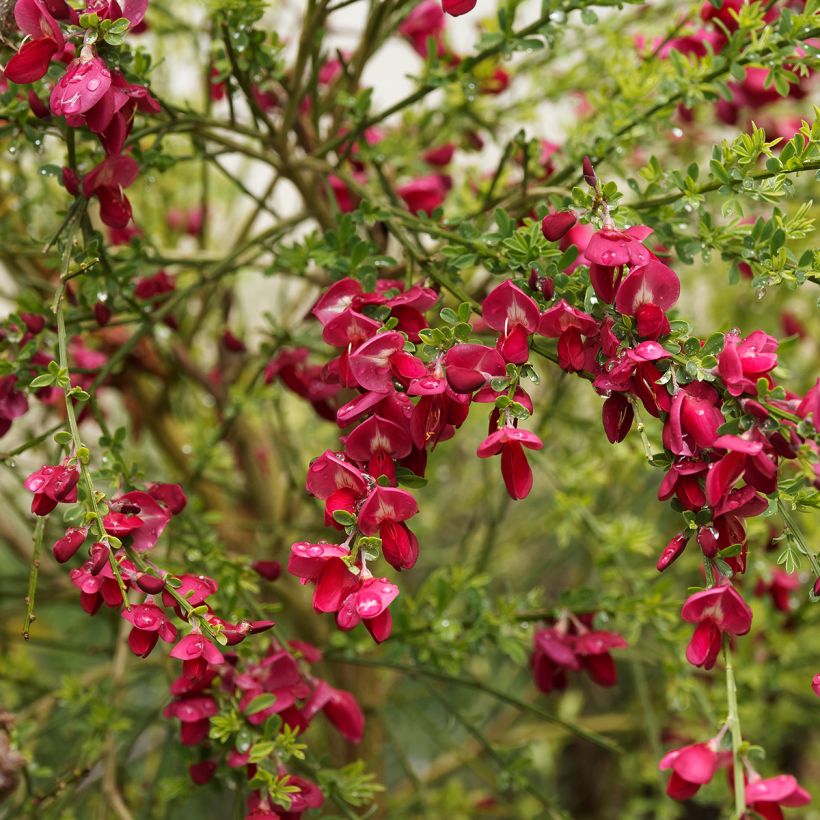 Genêt à balais - Cytisus Boskoop Ruby (Floraison)