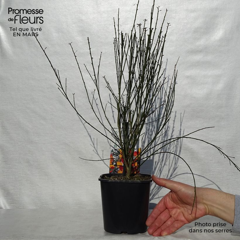Spécimen de Genêt à balais - Cytisus scoparius Andreanus Pot de 2L/3L tel que livré au printemps