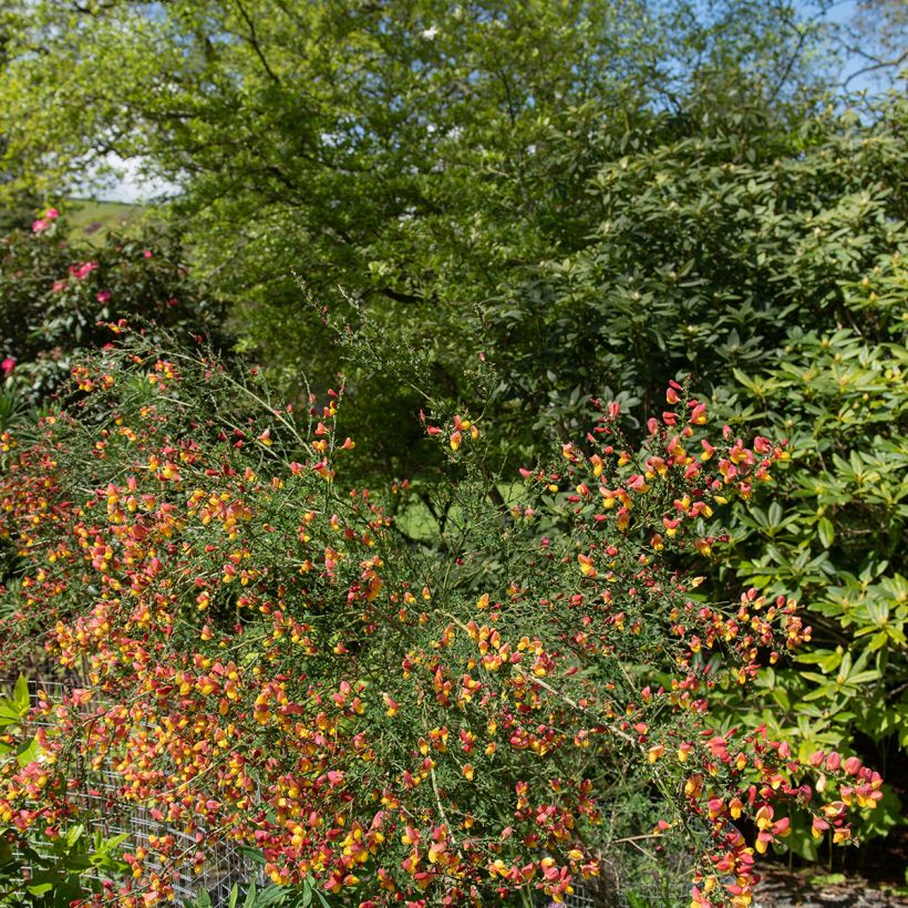 Genêt à balais - Cytisus scoparius La Coquette (Port)