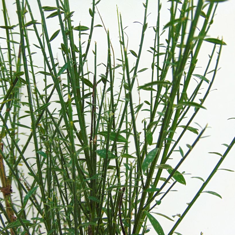 Genêt à balais - Cytisus scoparius Lena (Foliage)