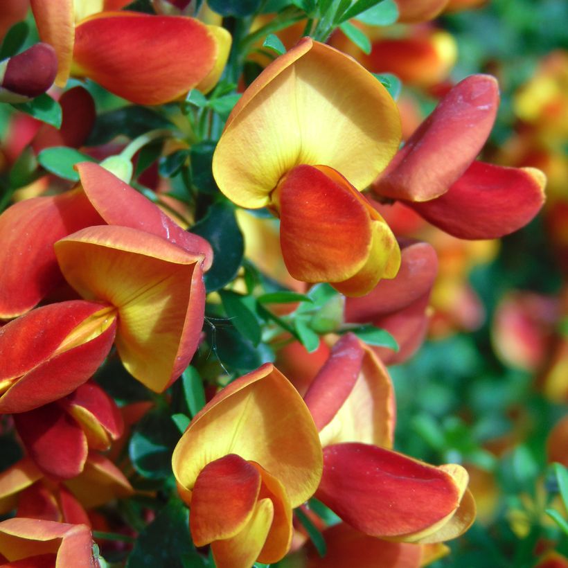 Genêt à balais - Cytisus scoparius Lena (Flowering)