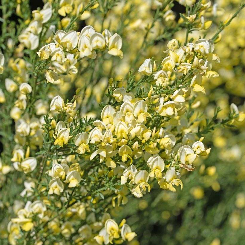 Genêt à balais - Cytisus scoparius Luna (Floraison)