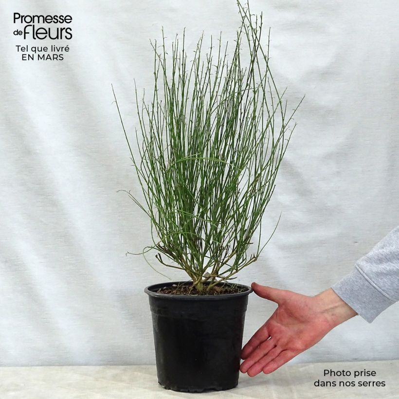 Spécimen de Genêt à balais - Cytisus scoparius Moyclare Pink Pot de 4L/5L tel que livré au printemps