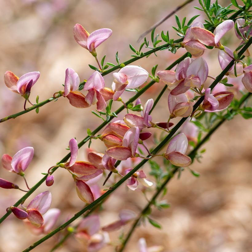 Genêt à balais - Cytisus scoparius Moyclare Pink (Floraison)
