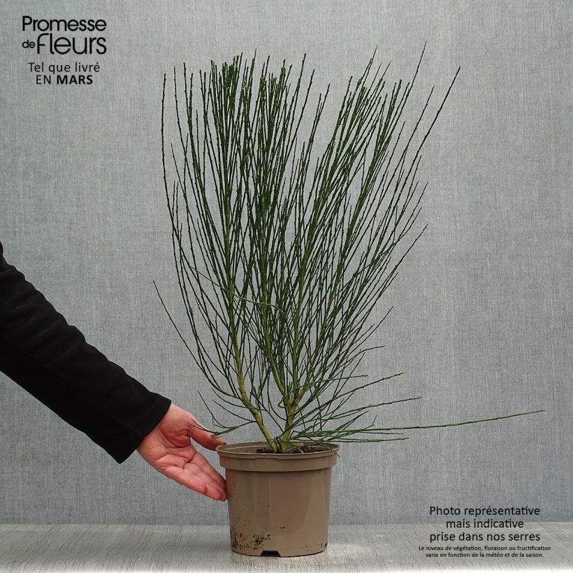 Spécimen de Genêt à balais - Cytisus scoparius Roter Favorit Pot de 2L/3L tel que livré au printemps