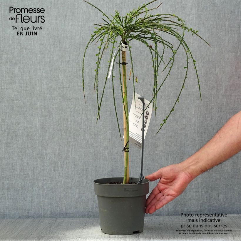 Example of Genêt à balais sur tige - Cytisus scoparius Golden Tears Pot de 4L/5L, Tige, Tige de 70 cm as you get in printemps