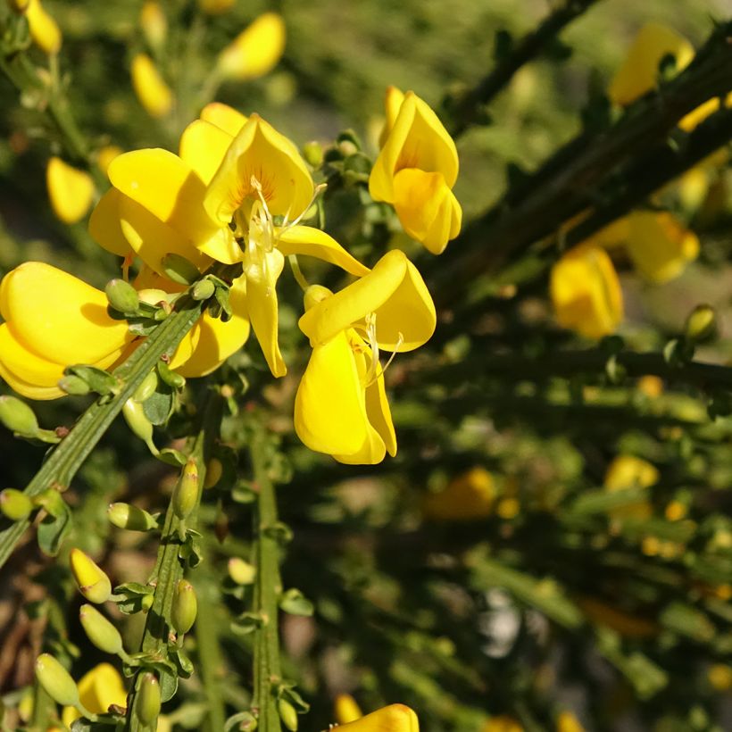 Genêt à balais sur tige - Cytisus scoparius Golden Tears (Floraison)