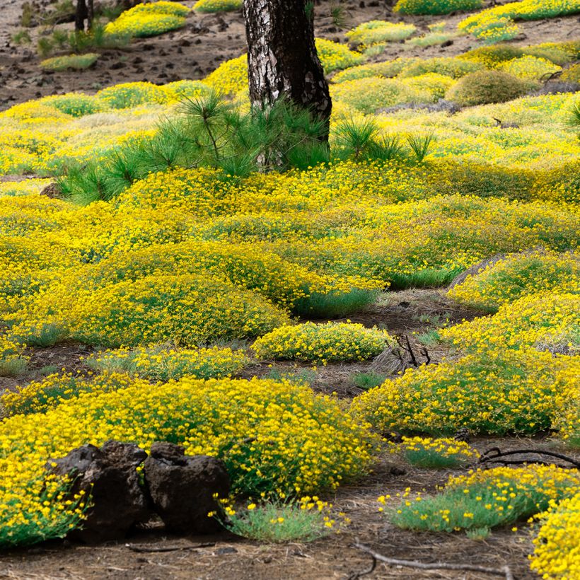Genêt de Lydie - Genista lydia (Port)