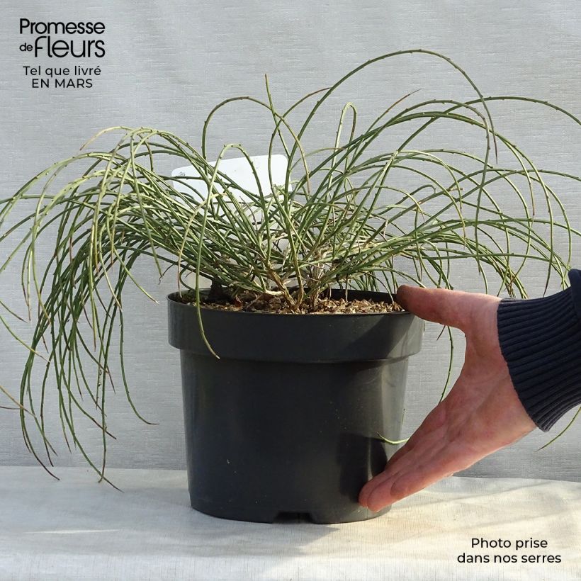 Spécimen de Genêt de Lydie - Genista lydia Pot de 3L/4L tel que livré au printemps