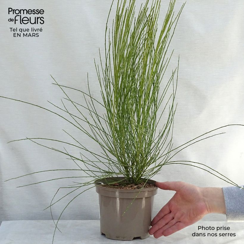 Spécimen de Genêt précoce - Cytisus praecox Allgold Pot de 2L/3L tel que livré au printemps