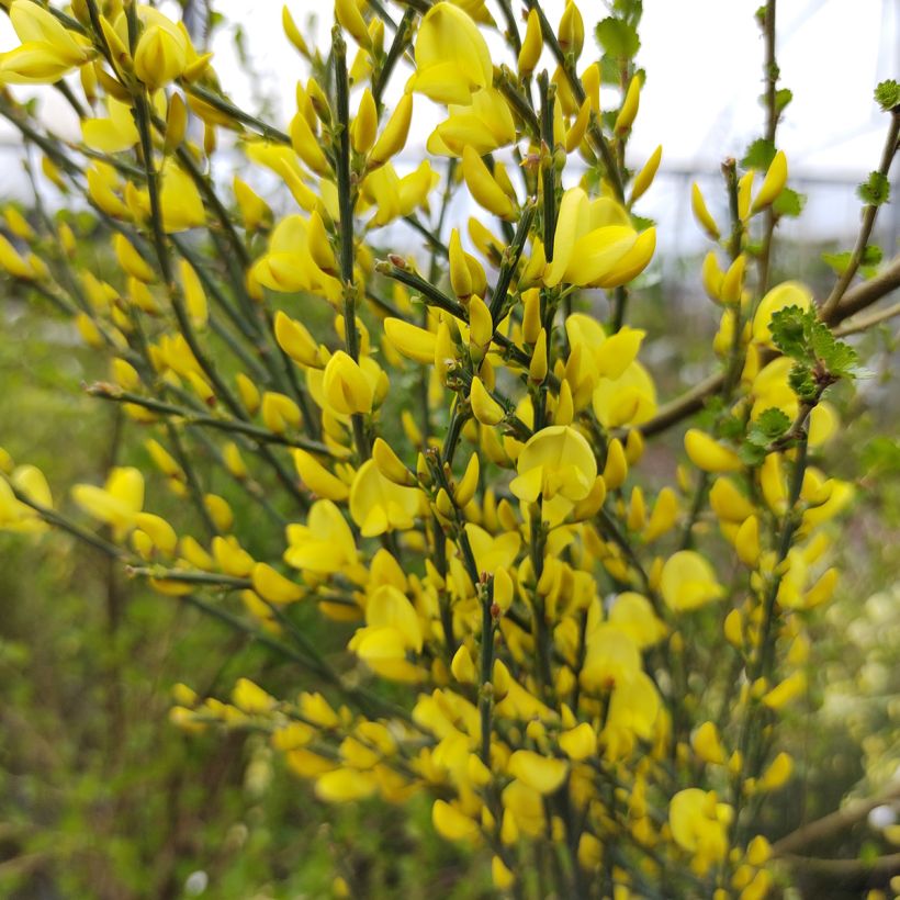 Genêt précoce - Cytisus praecox Allgold (Floraison)
