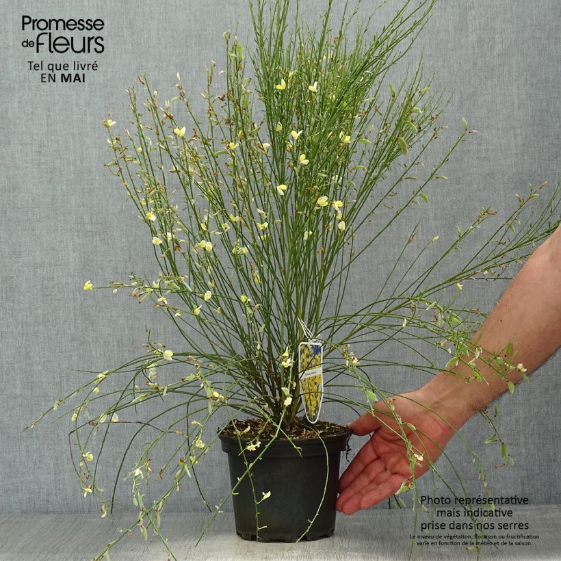 Spécimen de Genêt précoce - Cytisus x praecox Pot de 2L/3L tel que livré au printemps