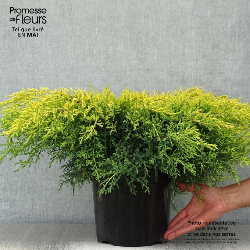 Spécimen de Genévrier - Juniperus pfitzeriana Goldkissen Pot de 7,5L/10L tel que livré au printemps