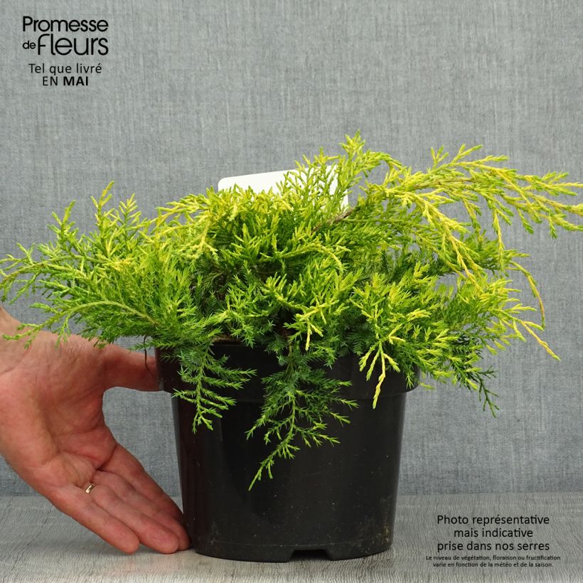 Spécimen de Genévrier - Juniperus pfitzeriana King Of Spring Pot de 2L/3L tel que livré au printemps