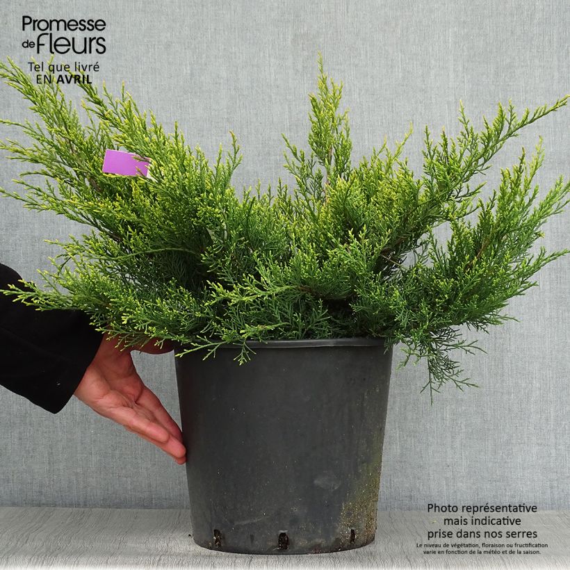Example of Genévrier - Juniperus pfitzeriana Old Gold                Pot de 7,5L/10L as you get in printemps