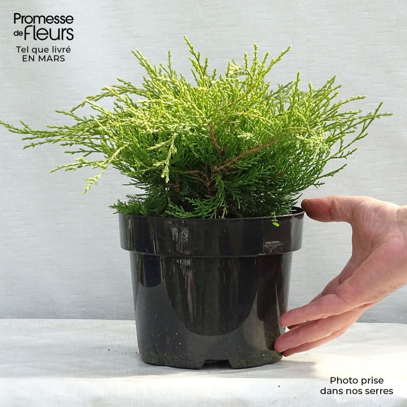 Spécimen de Genévrier - Juniperus x media Gold Coast Pot de 2L/3L tel que livré au printemps