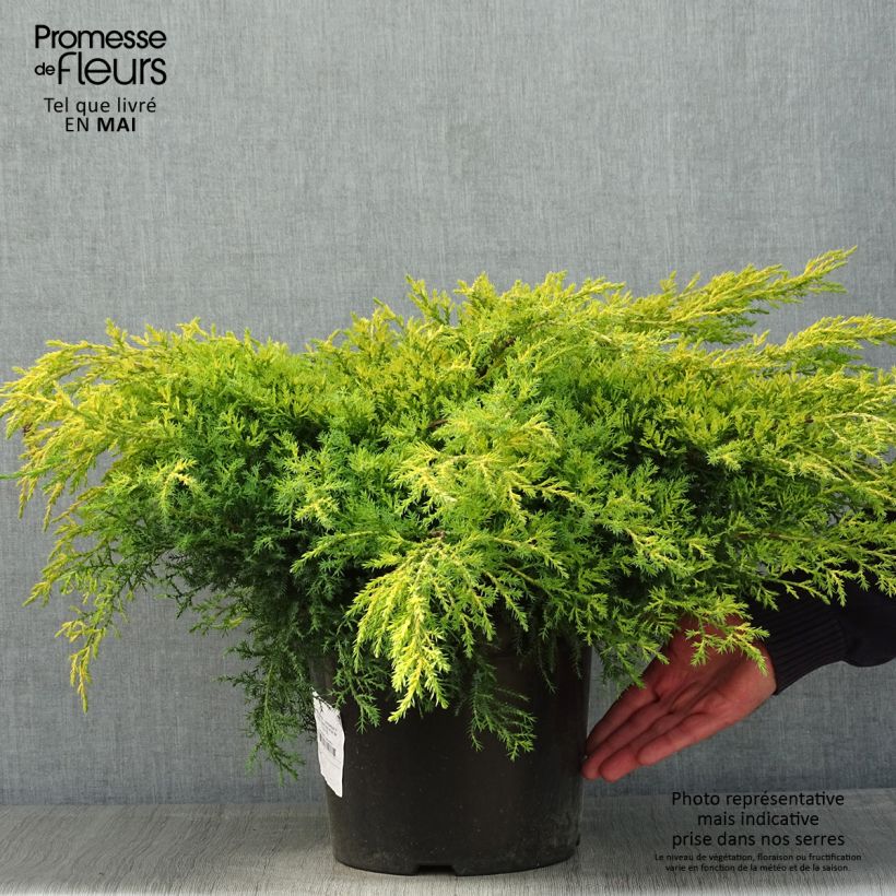 Spécimen de Genévrier - Juniperus x media Gold Star Pot de 7,5L/10L tel que livré au printemps