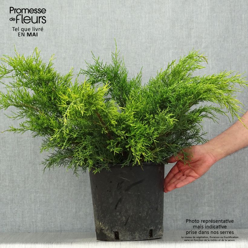 Spécimen de Genévrier - Juniperus x media Mint Julep Pot de 7,5L/10L tel que livré au printemps