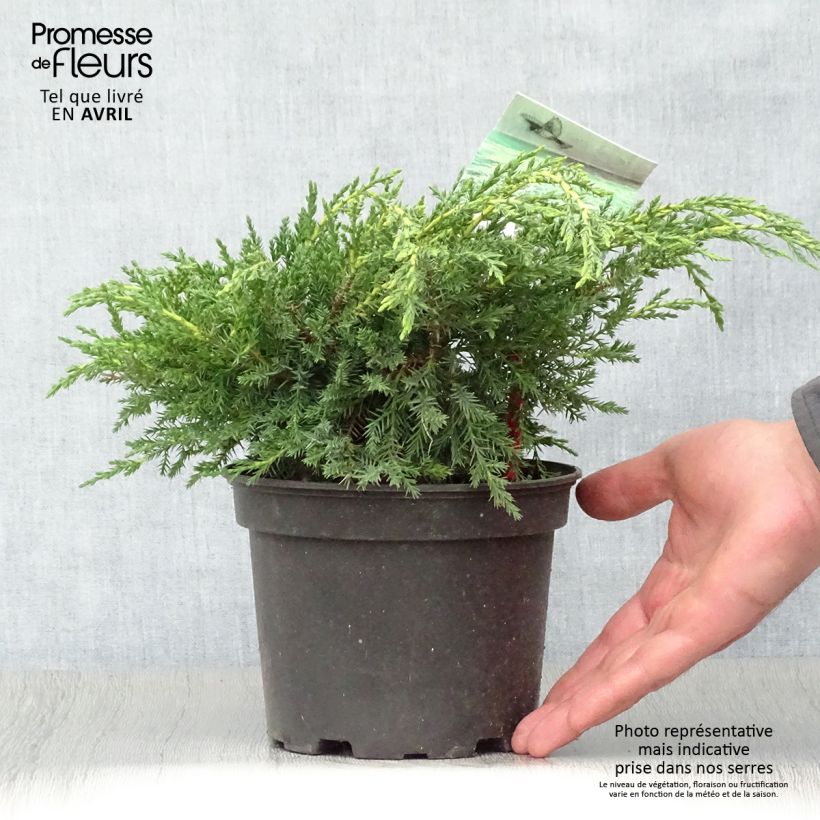 Spécimen de Genévrier - Juniperus x media Pfitzeriana Aurea Pot de 2L/3L tel que livré au printemps