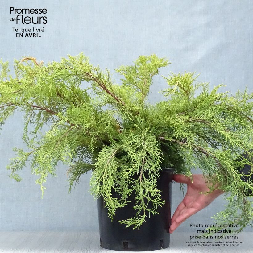 Spécimen de Genévrier - Juniperus x media Pfitzeriana Aurea Pot de 7,5L/10L tel que livré au printemps