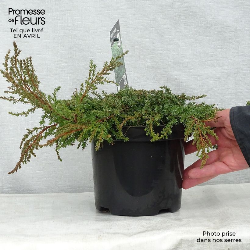 Example of Genévrier commun - Juniperus communis Green Carpet    Pot de 2L/3L as you get in printemps