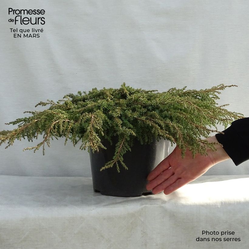 Example of Genévrier commun - Juniperus communis Green Carpet    Pot de 7,5L/10L as you get in printemps