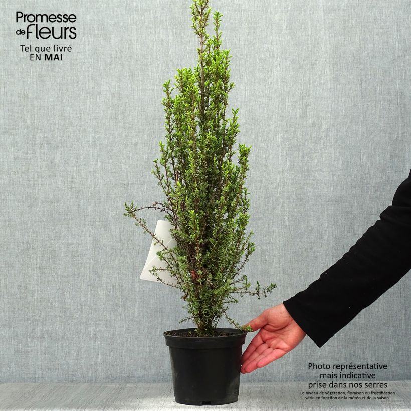 Example of Genévrier commun - Juniperus communis Sentinel Pot de 3L/4L as you get in printemps