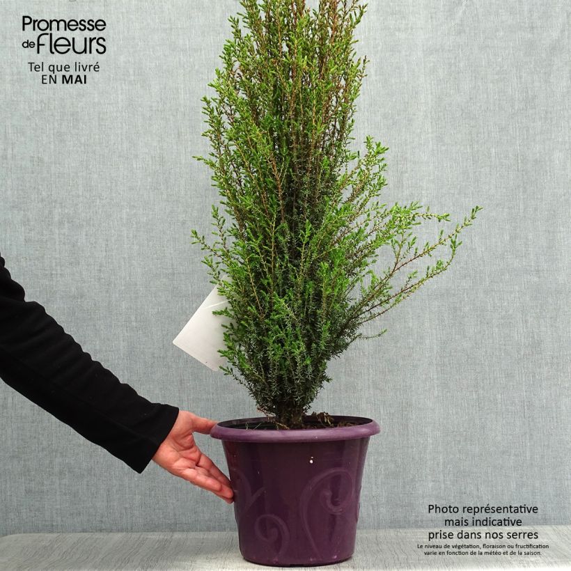 Example of Genévrier commun - Juniperus communis Sentinel Pot de 7,5L/10L as you get in printemps